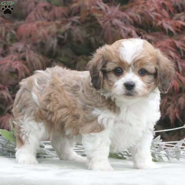 Asher, Cavachon Puppy